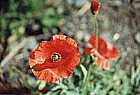 Mohn