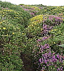 Trampelpfad in der Heide