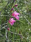 Wilde Gladiole?