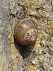 Schnecke