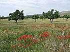 Bume mit Mohn