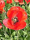 Klatschmohn