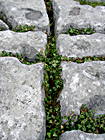 Felsspalte in den Burren
