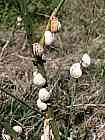 Schnecken in Trockenruhe