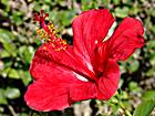 Hibiskus