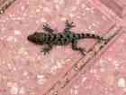 Ein winziger Gomera-Gecko