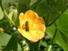 Biene auf gelber Blte