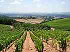 Weinberge in Chianti