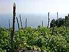 Weingrten Bucht von Amalfi
