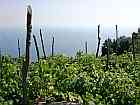 Weingrten Bucht von Amalfi