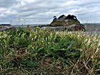 Insel westlich von Cancale