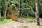 Menhir im Wald