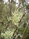 Flechten am Baum