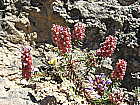 Blumen auf Felsen
