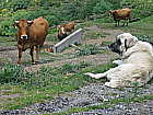 Schferhunde passen auf (Puerto Ventana)