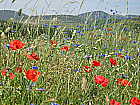 Wildblumen am Rande der Strae