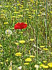 Klatschmohn