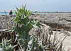 Disteln am Strand