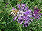 Schnecke auf Distelblte