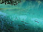Fische im trkisem Wasser