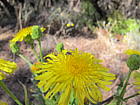 Blumen vor verbrannter Landschaft