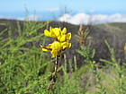 Blumen vor verbrannter Landschaft