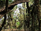 Bäume im Nebelwald