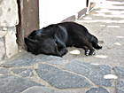 Schlafender Hund