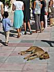 Hund bei Hochzeit