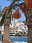 Sitia Hafen mit Palmen