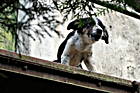 Bser Hund