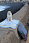 Hund wartet an Strandpromenade
