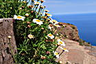 Margeriten, Mirador de Abrante