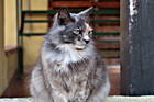 Katze