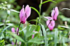 Blumen bei Aggius