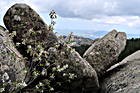Monte Limara