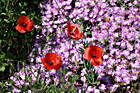 Blumen bei Capo Testa