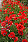Blumen bei Capo Testa