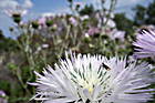 Blumen bei Capo Testa