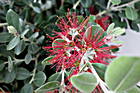 Blumen bei Capo Testa