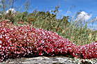 Succulenten auf Granitfelsen
