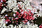 Succulenten auf Granitfelsen