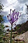 Blumen