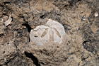 Versteinerte Sanddollars