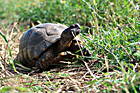 Schildkröte beim Fressen