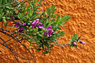 Blüten vor Mauer