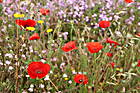 Blumen mit Mohn