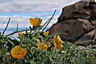 Granitfelsen mit gelben Mohn